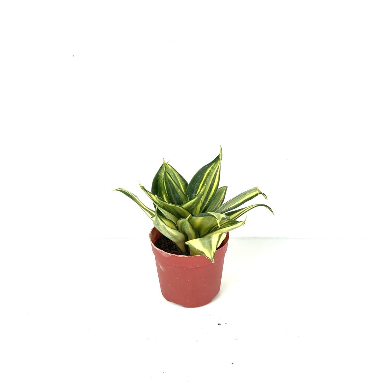 Sansevieria trifasciata 'Snake Plant'