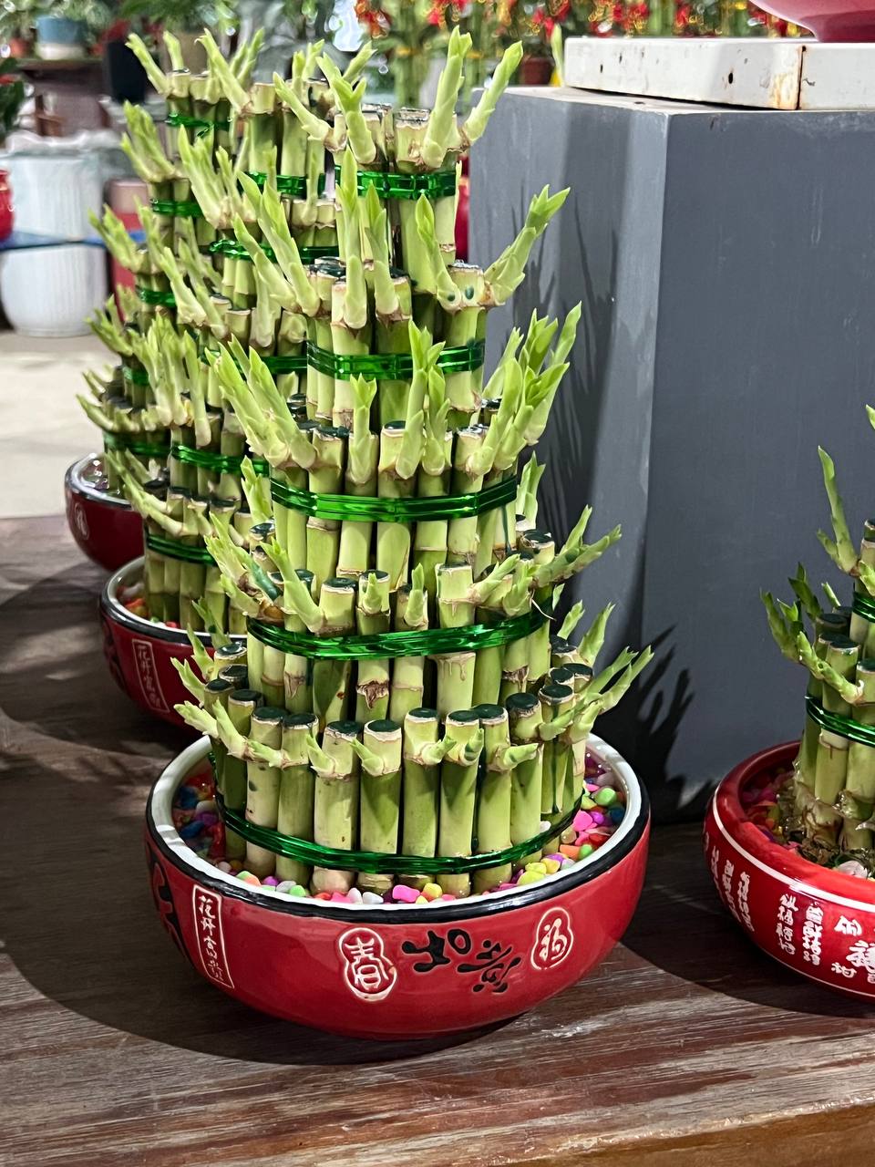 CNY 5 layer Potted Bamboo Plant $38
