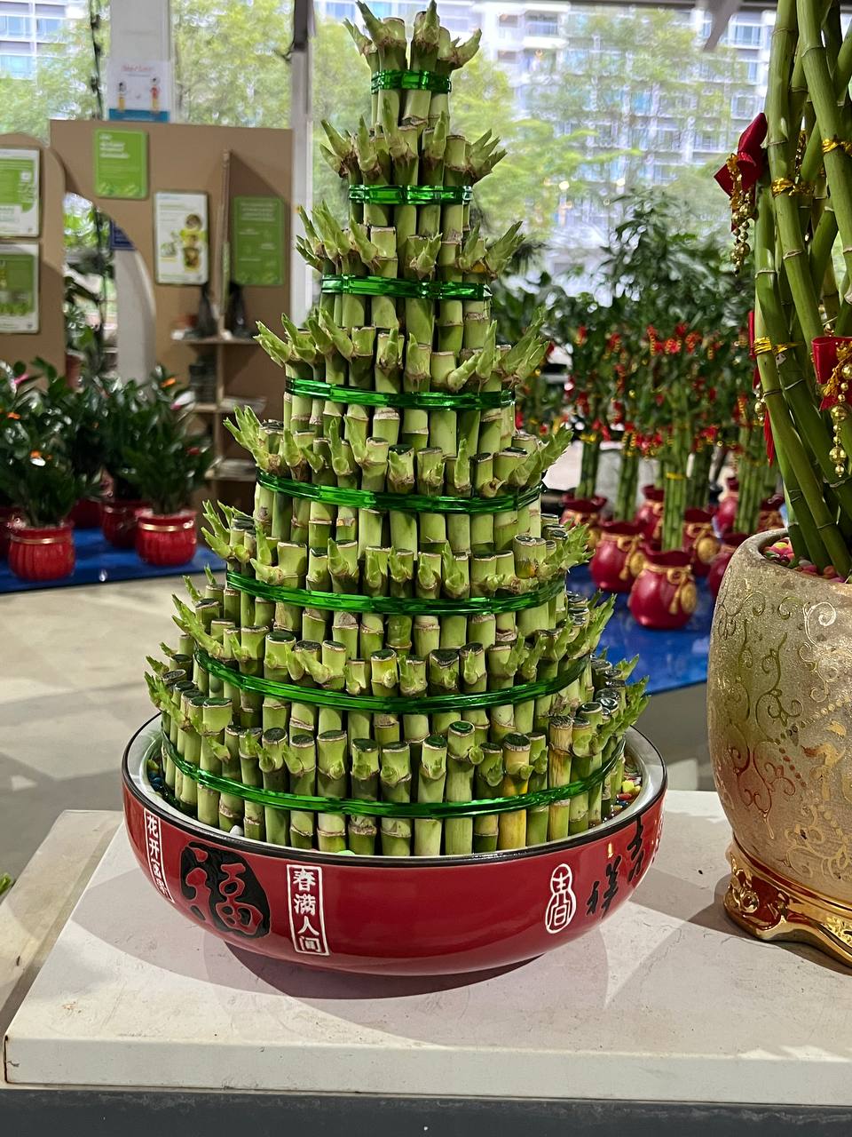 CNY 8 Layer Potted Bamboo Plant $78