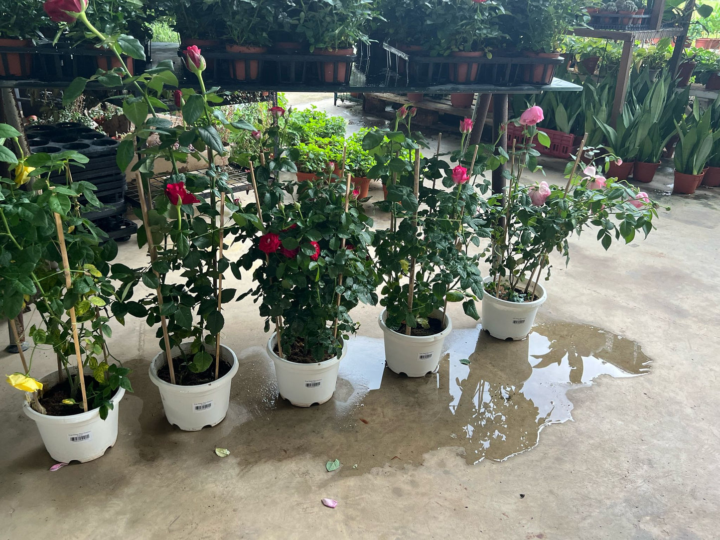 Rose Potted Plant (Outdoor)