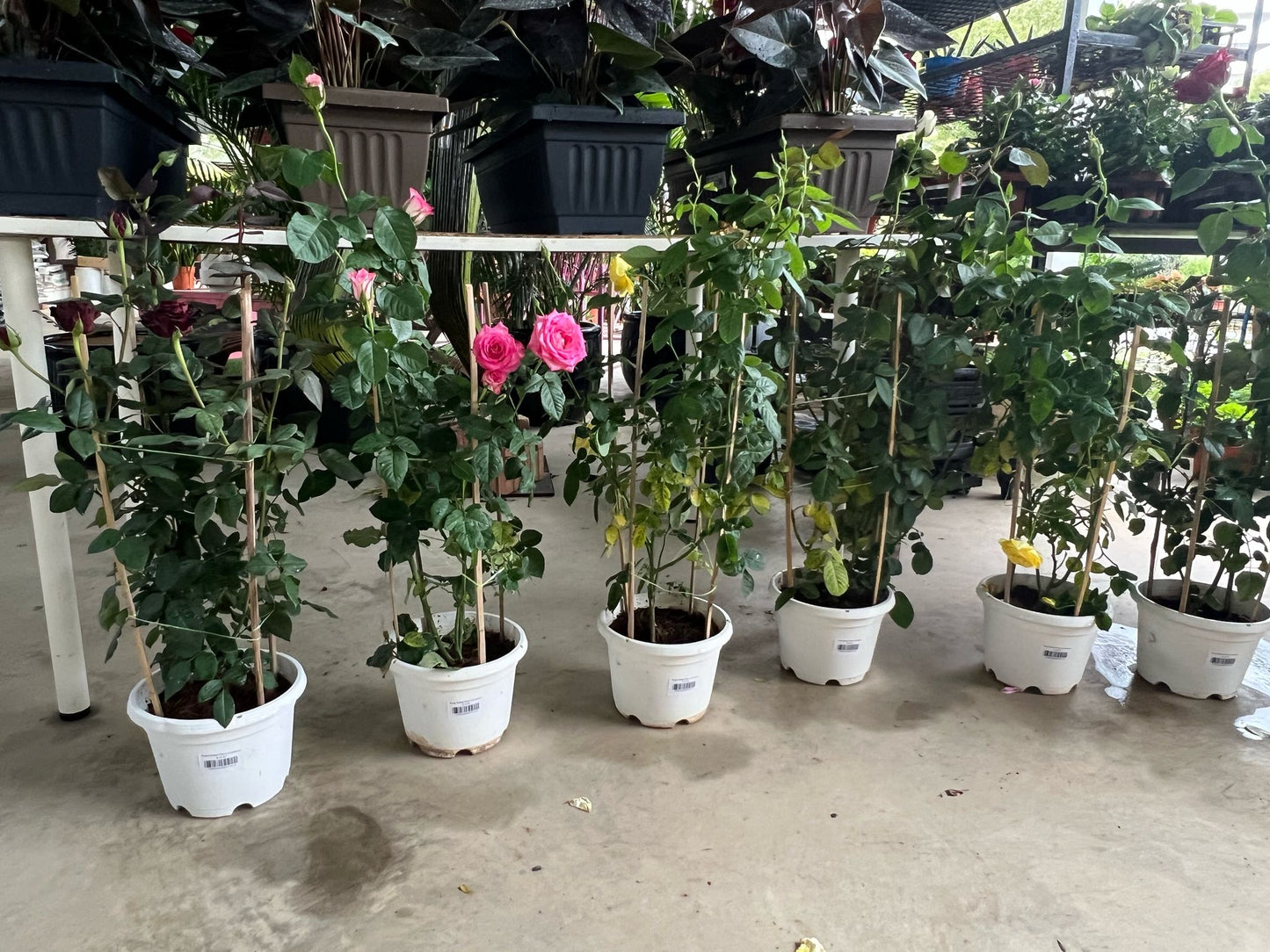Rose Potted Plant (Outdoor)