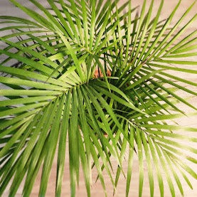 Java Palm $25
