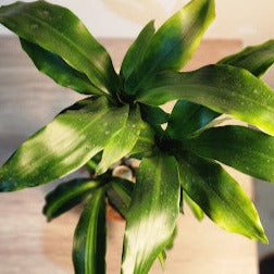 Dracaena Fragrans (1-1.2m) (Iron Tree)