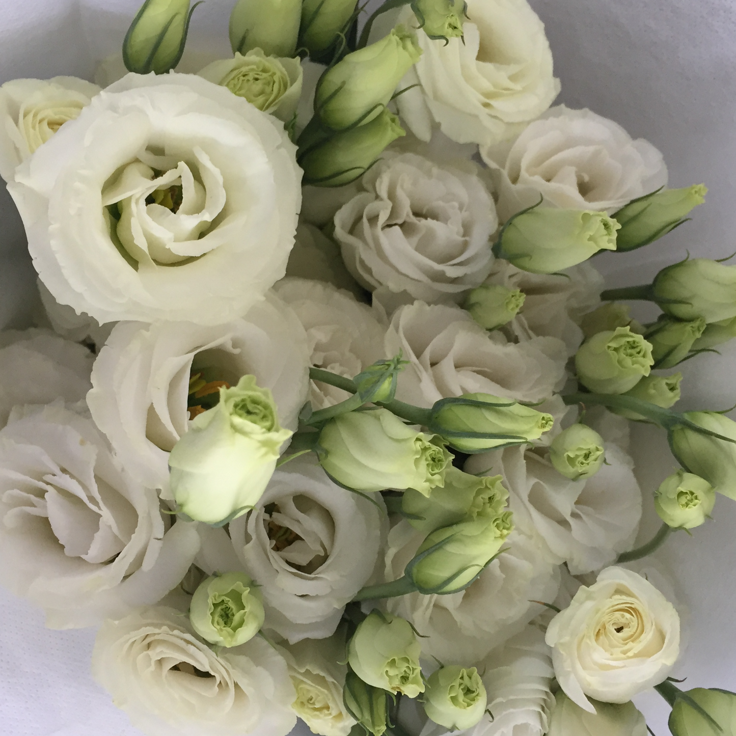 White Eustomas $38