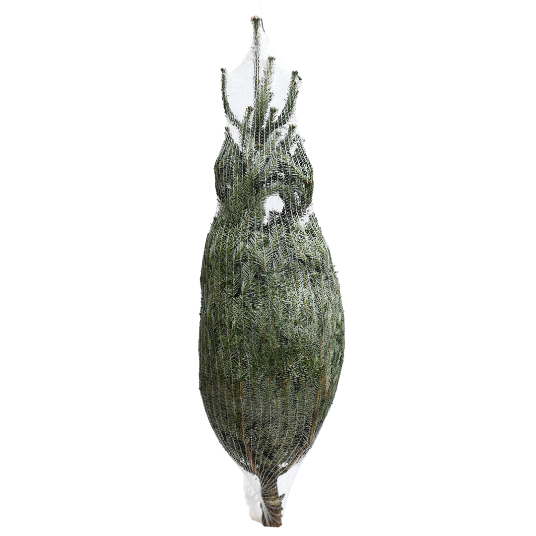 Medium Christmas Tree (6-7FT)