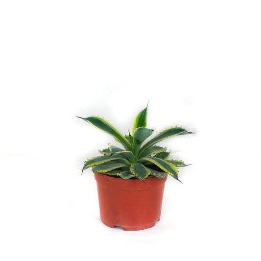 Agave potatorum 'Cream Spike' $38