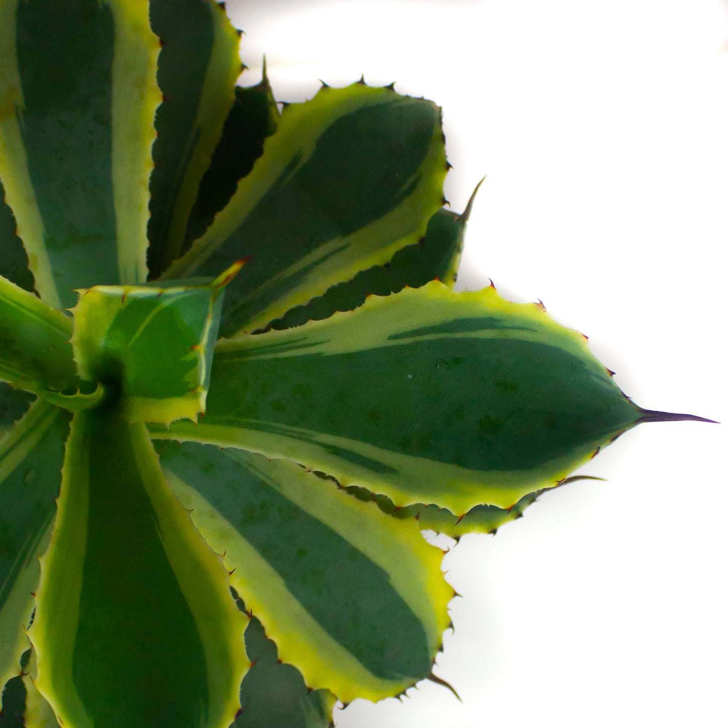 Agave potatorum 'Cream Spike' $38