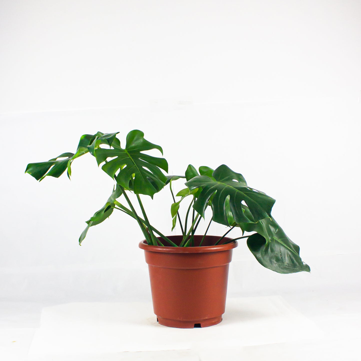 Monstera delicosa