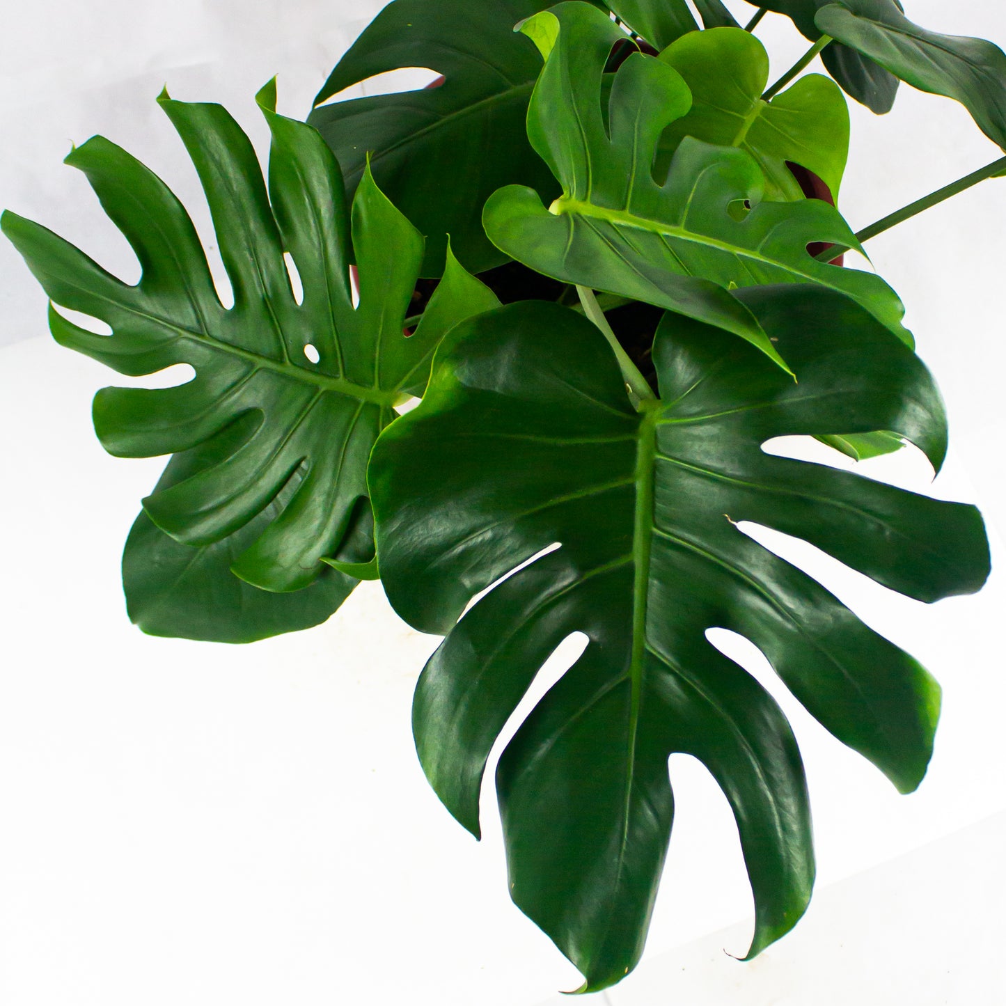 Monstera delicosa