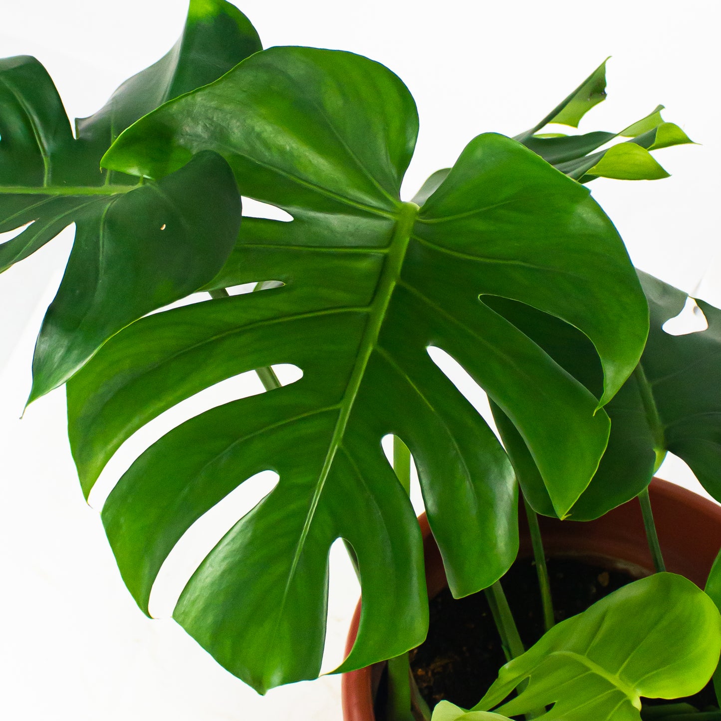 Monstera delicosa