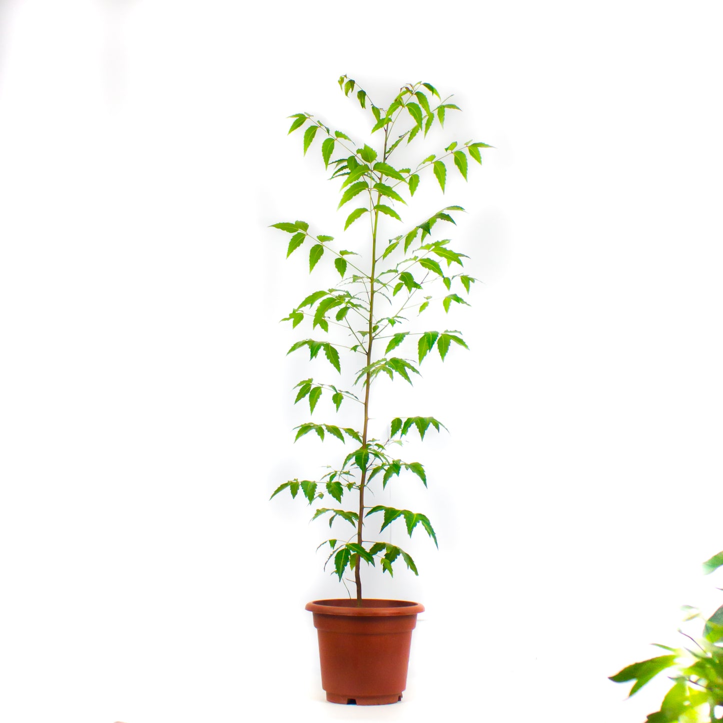 Neem Tree $28