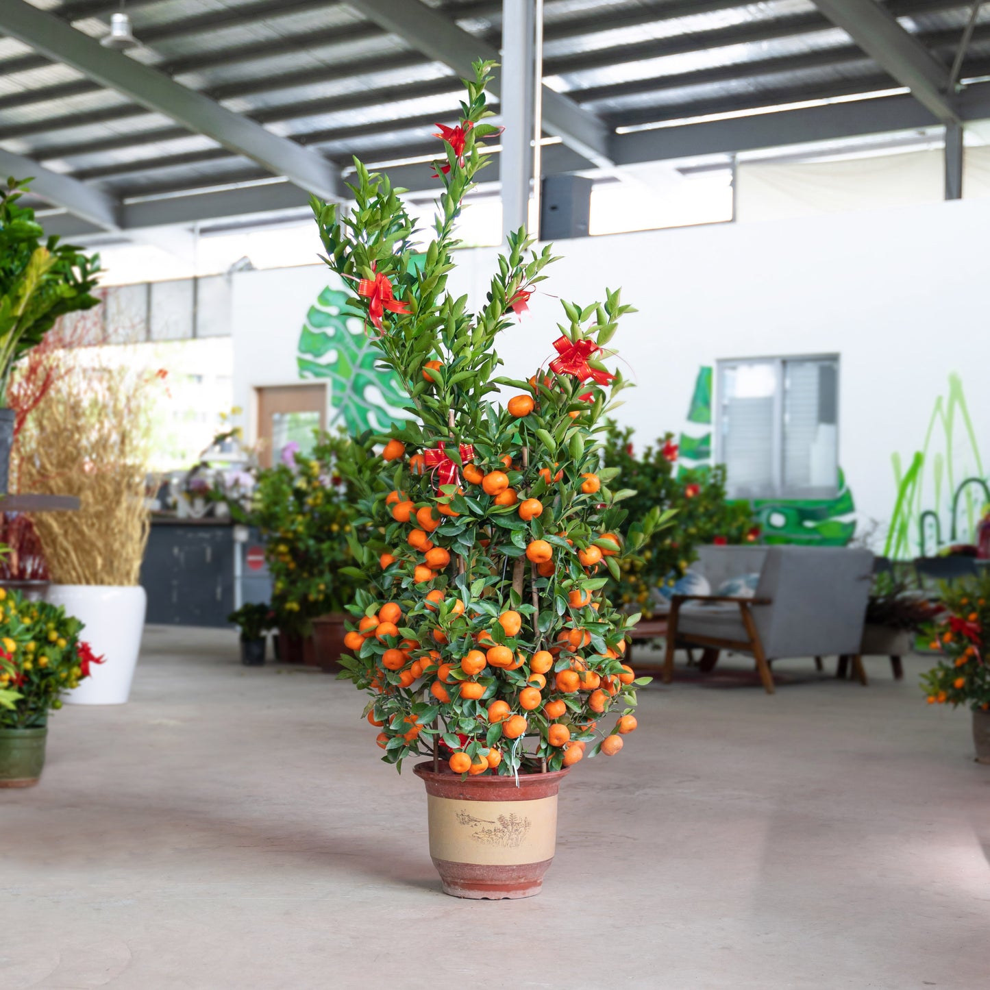 chinese new year orange plant