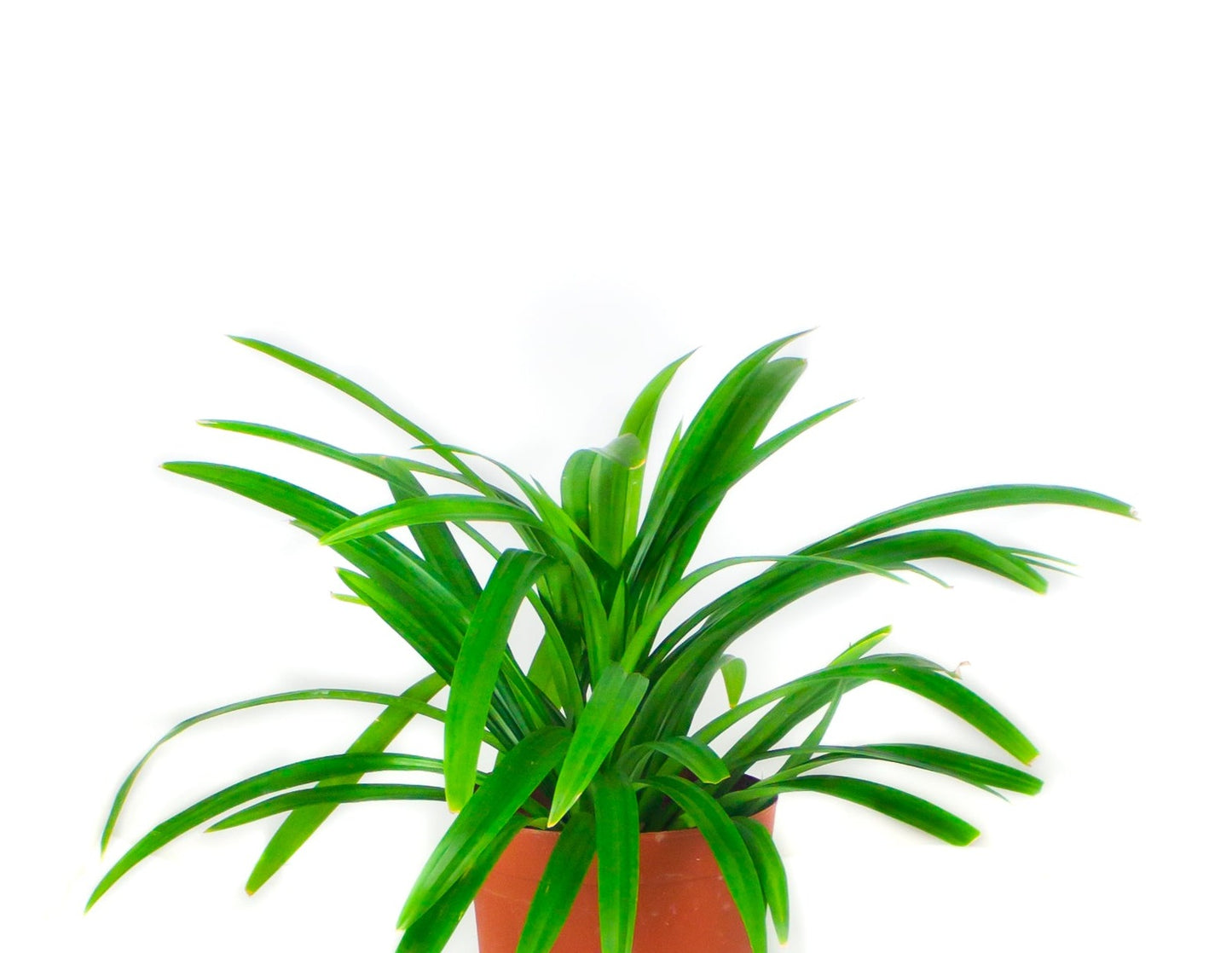 Pandan leaves Pandanus amaryllifolius