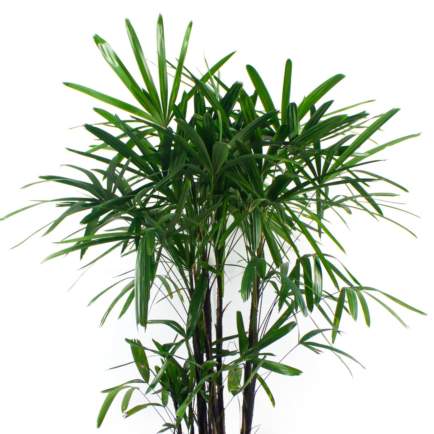Rhapis excelsa, Lady Palm, Ground Rattan, Bamboo Palm, Miniature Fan Palm, Fern Rhapis, 棕竹