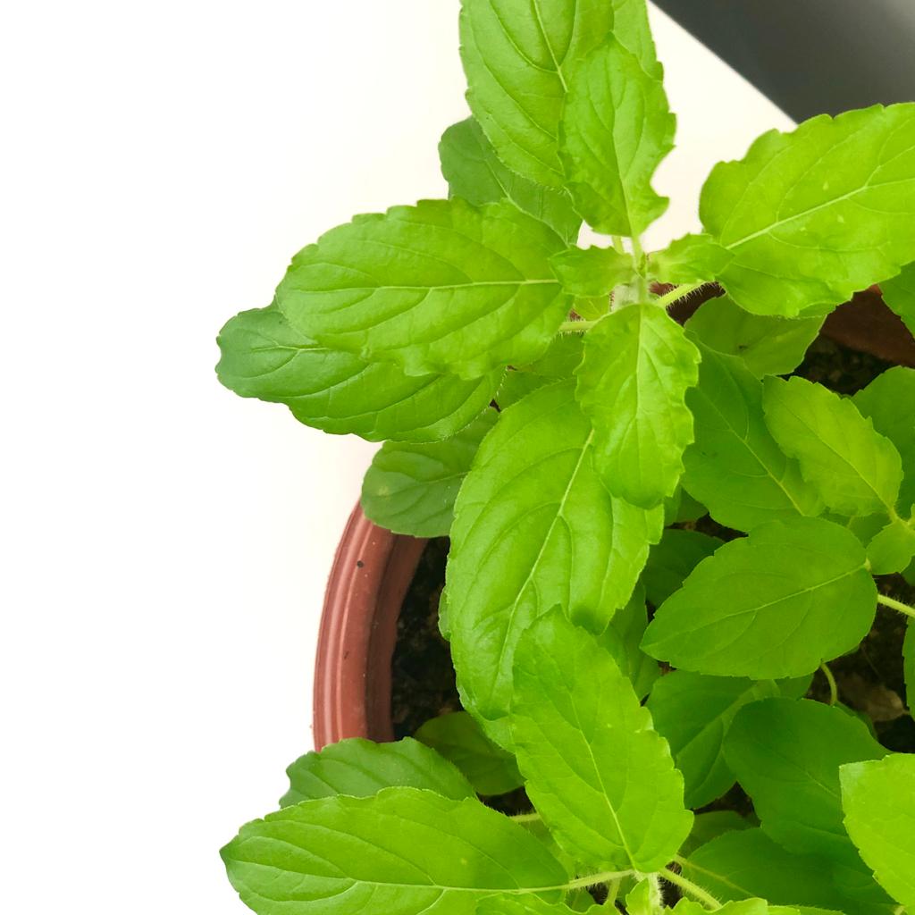 Indian Tulisi (B) Holy Basil)