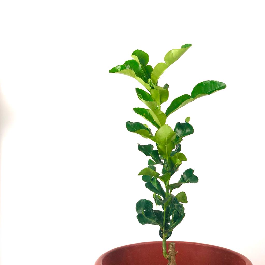 Fruit : Kaffir Lime (Limau Purut)