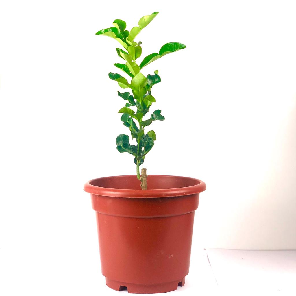 Fruit : Kaffir Lime (Limau Purut) $15