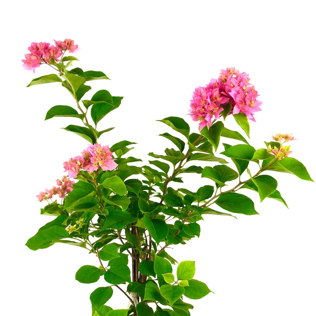Bougainvillea (s) $15