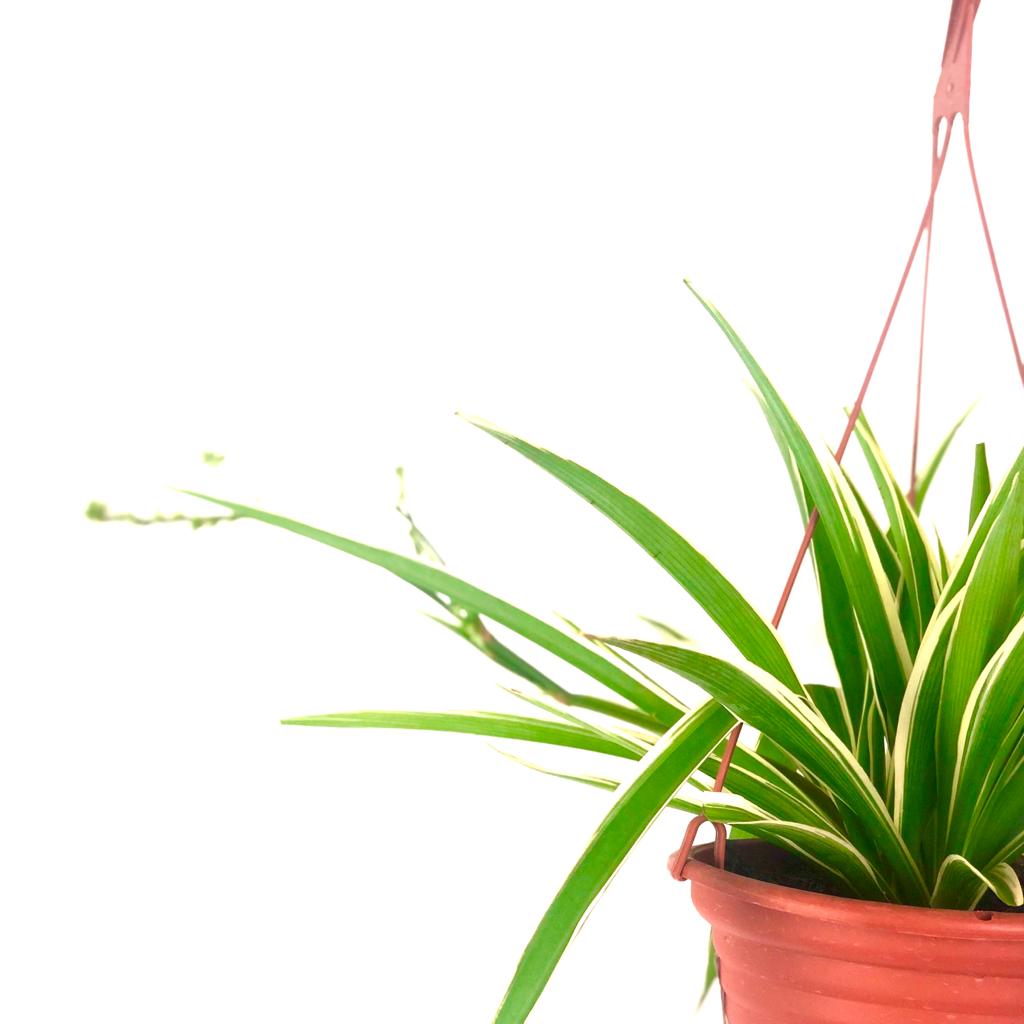Spider plant $15 (Chlorophytum comosum)