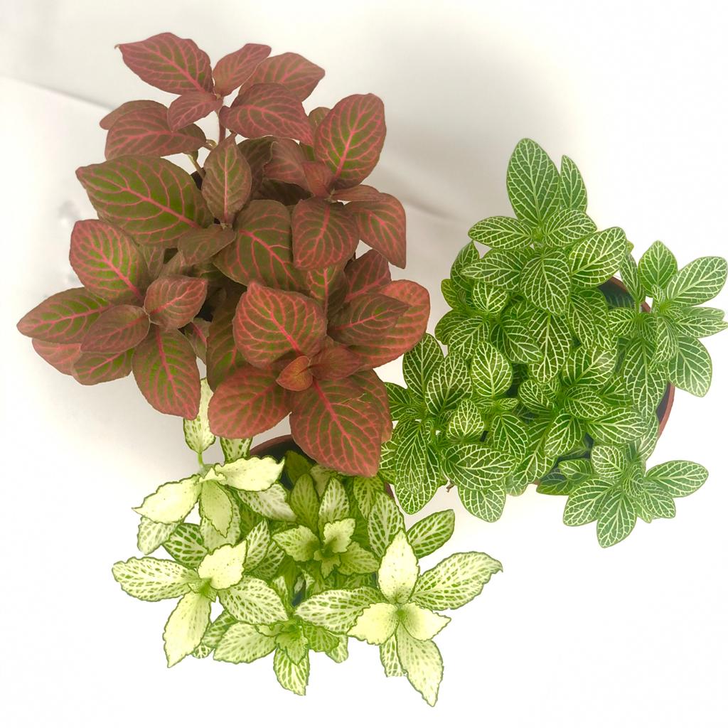 Fittonia (Mixed colour) $3.50