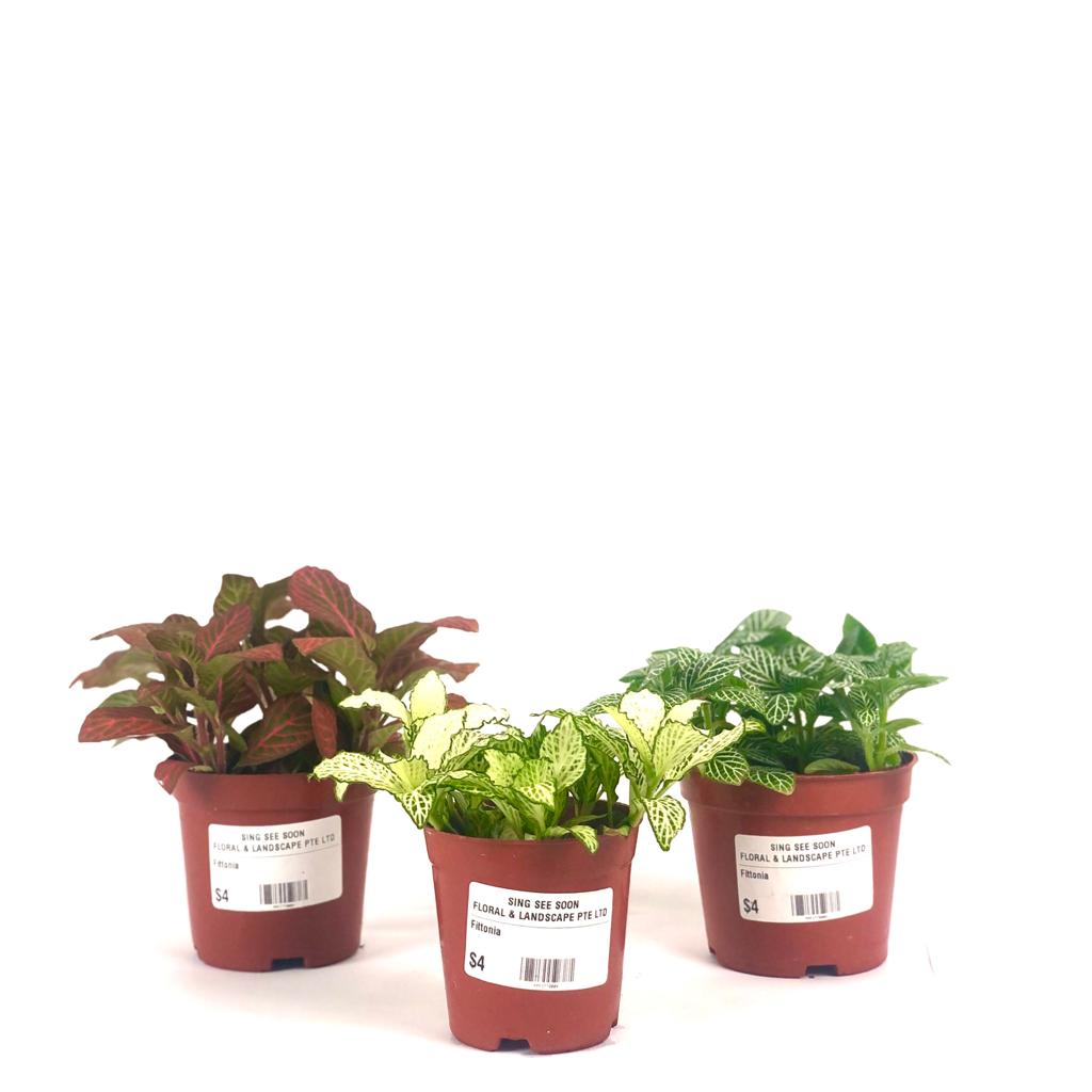 Fittonia (Mixed colour) $3.50