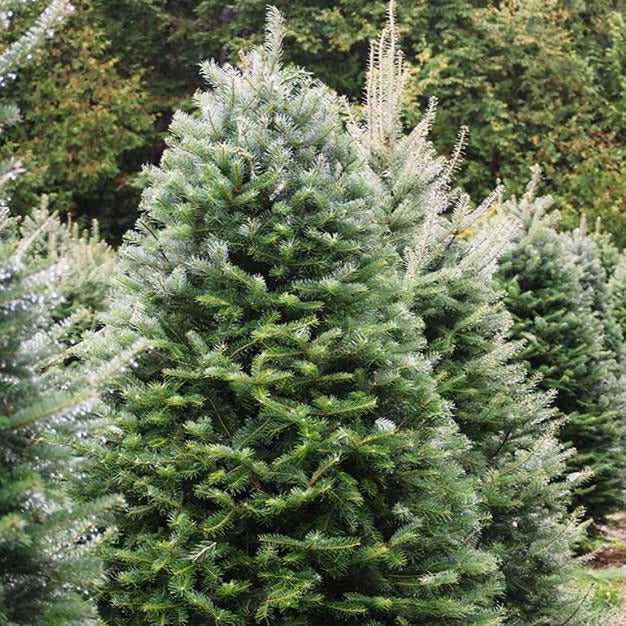Majestic Christmas Tree (10-12FT)