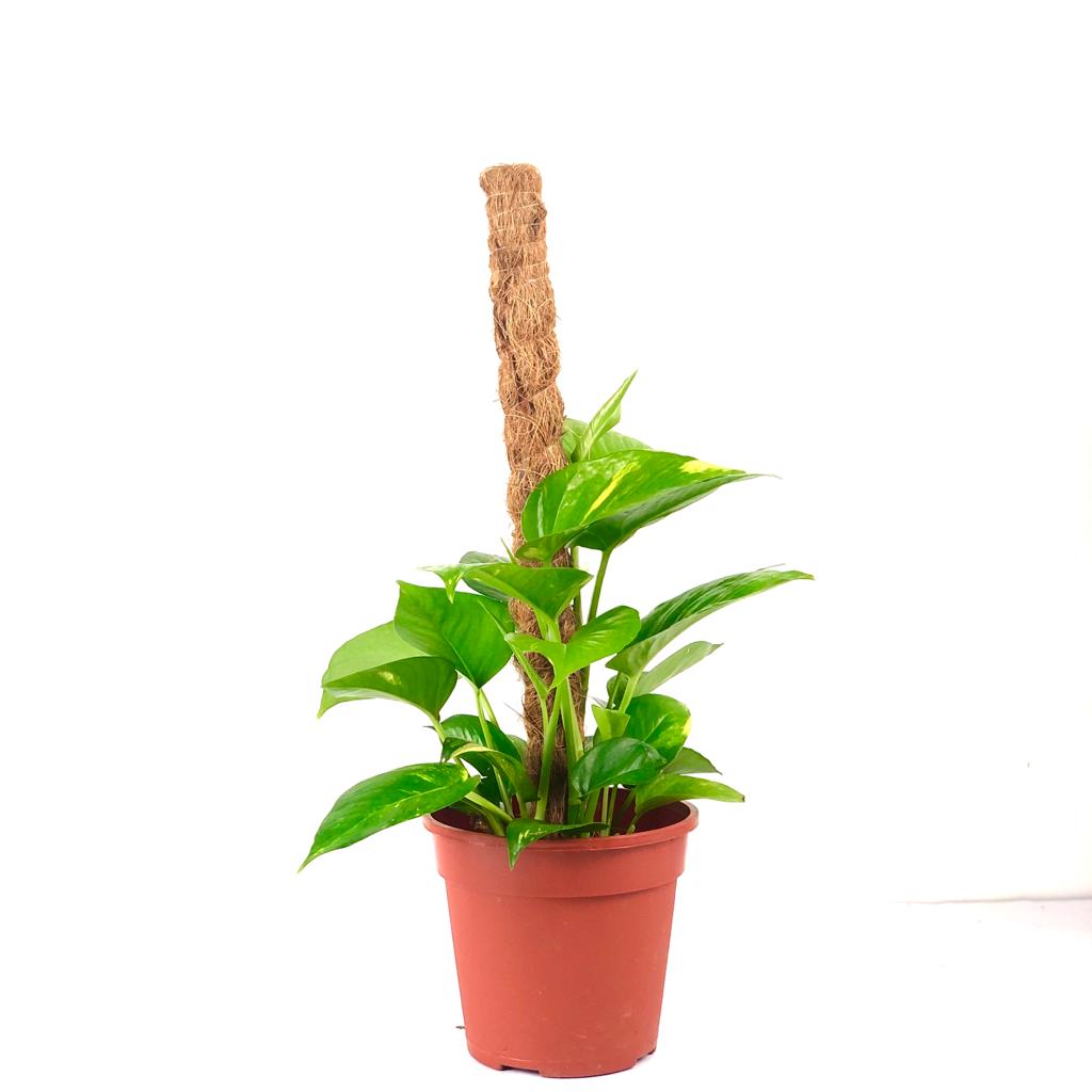 Epipremnum aureum (Money Plant)(1ft. Cocostick)