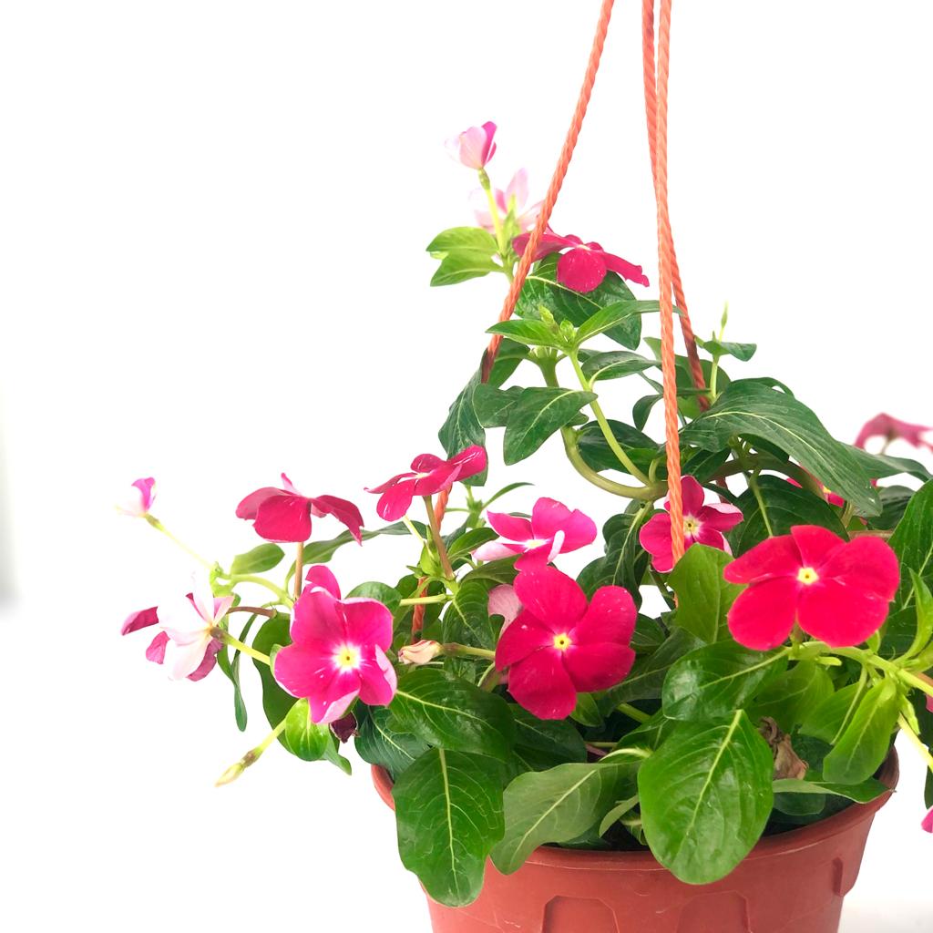 Periwinkle (Hanging)