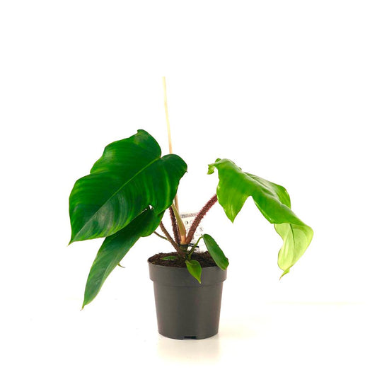 Philodendron squamiferum