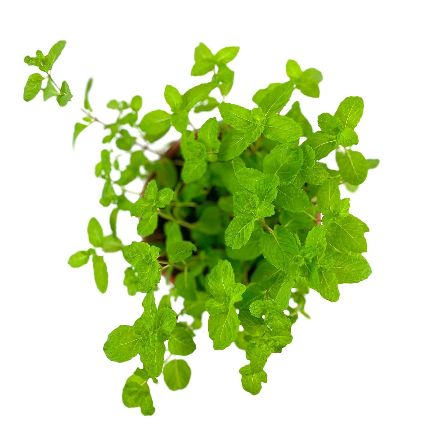 Mint/Peppermint $8