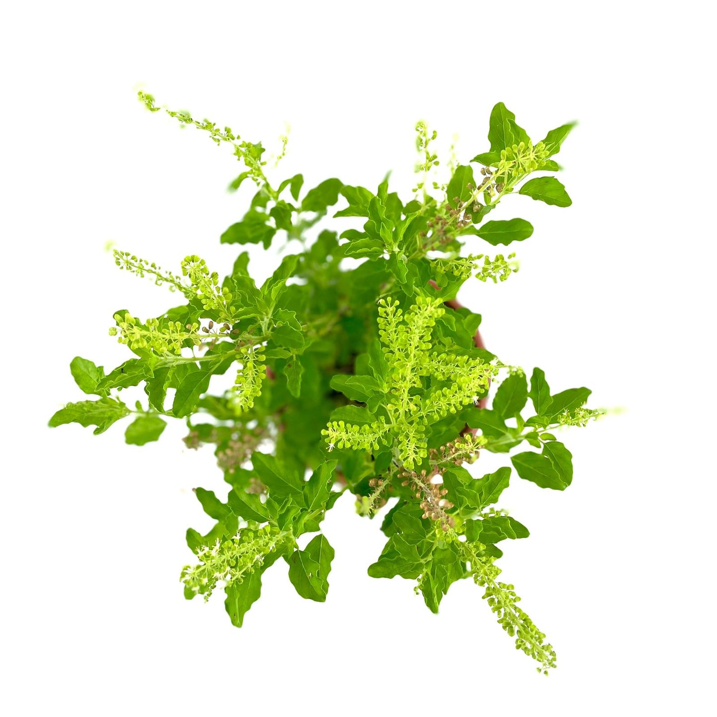 Indian Tulisi (B) Holy Basil)