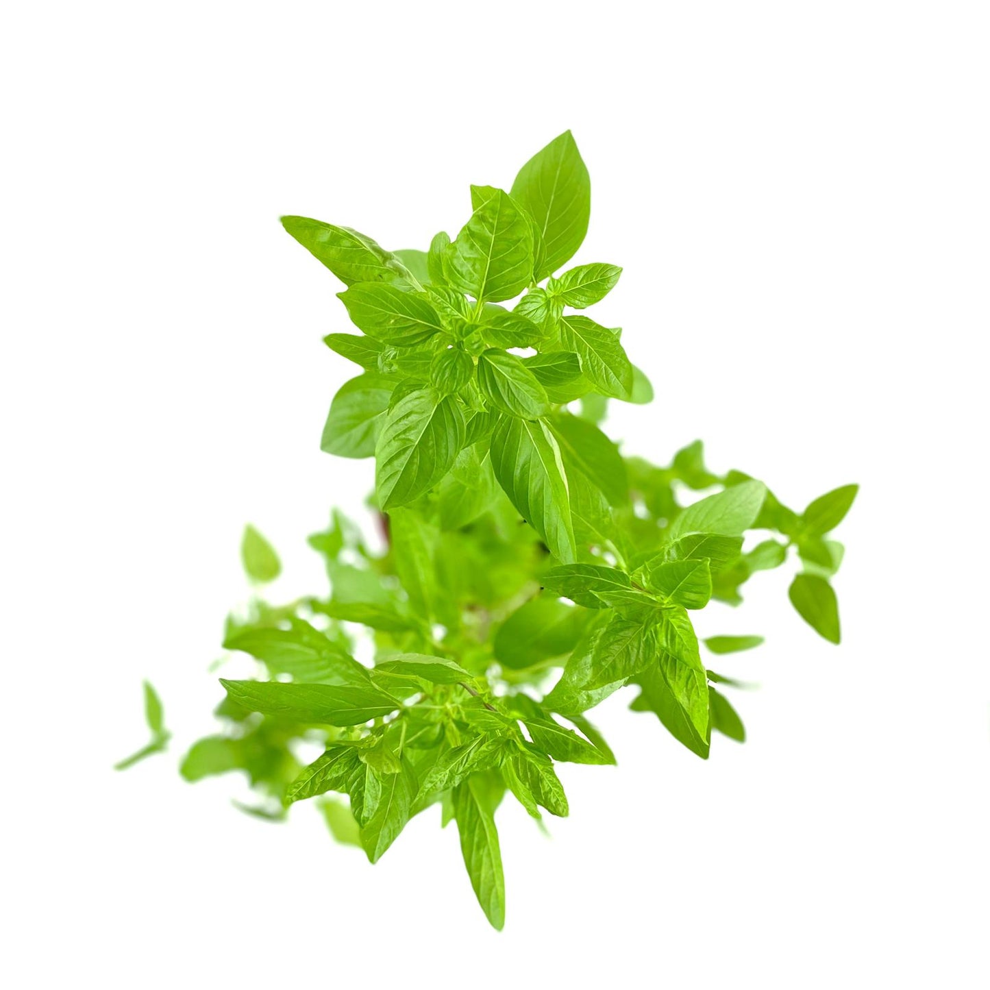Sweet Basil (P15)