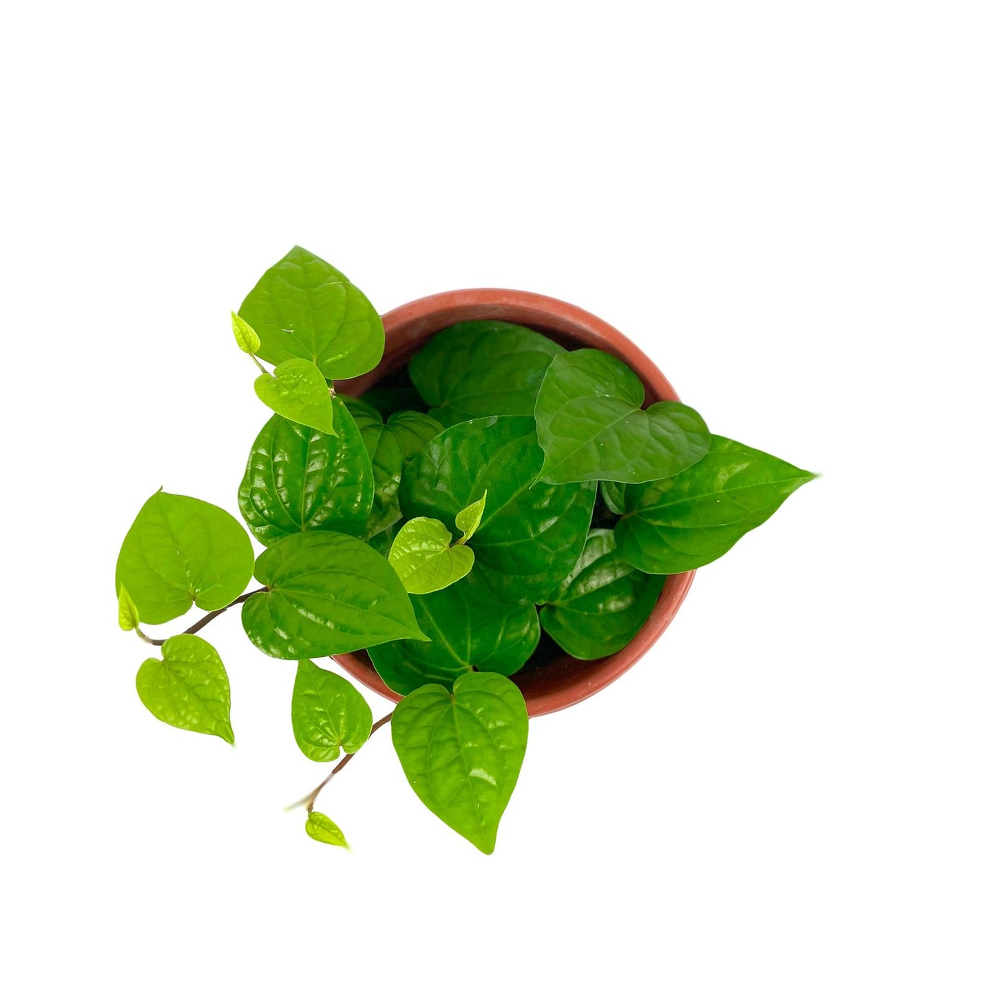 Betel Leaf $10