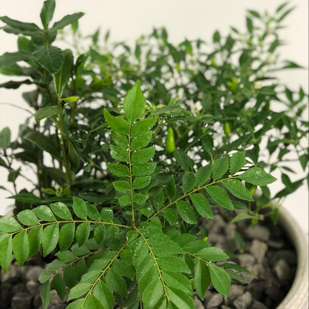 Curry Dish Herb Garden