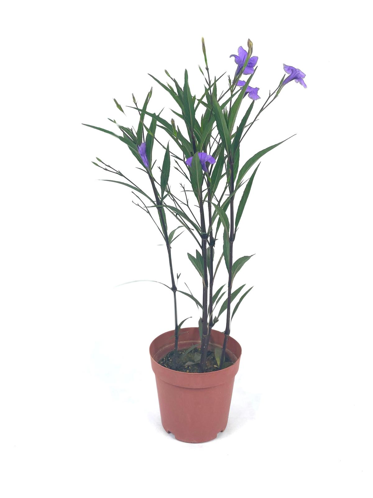 Ruellia (Purple) $15