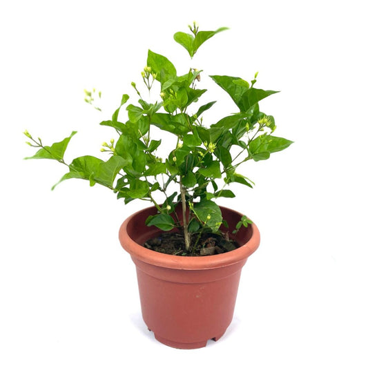 Arabian Jasmine (Copy)