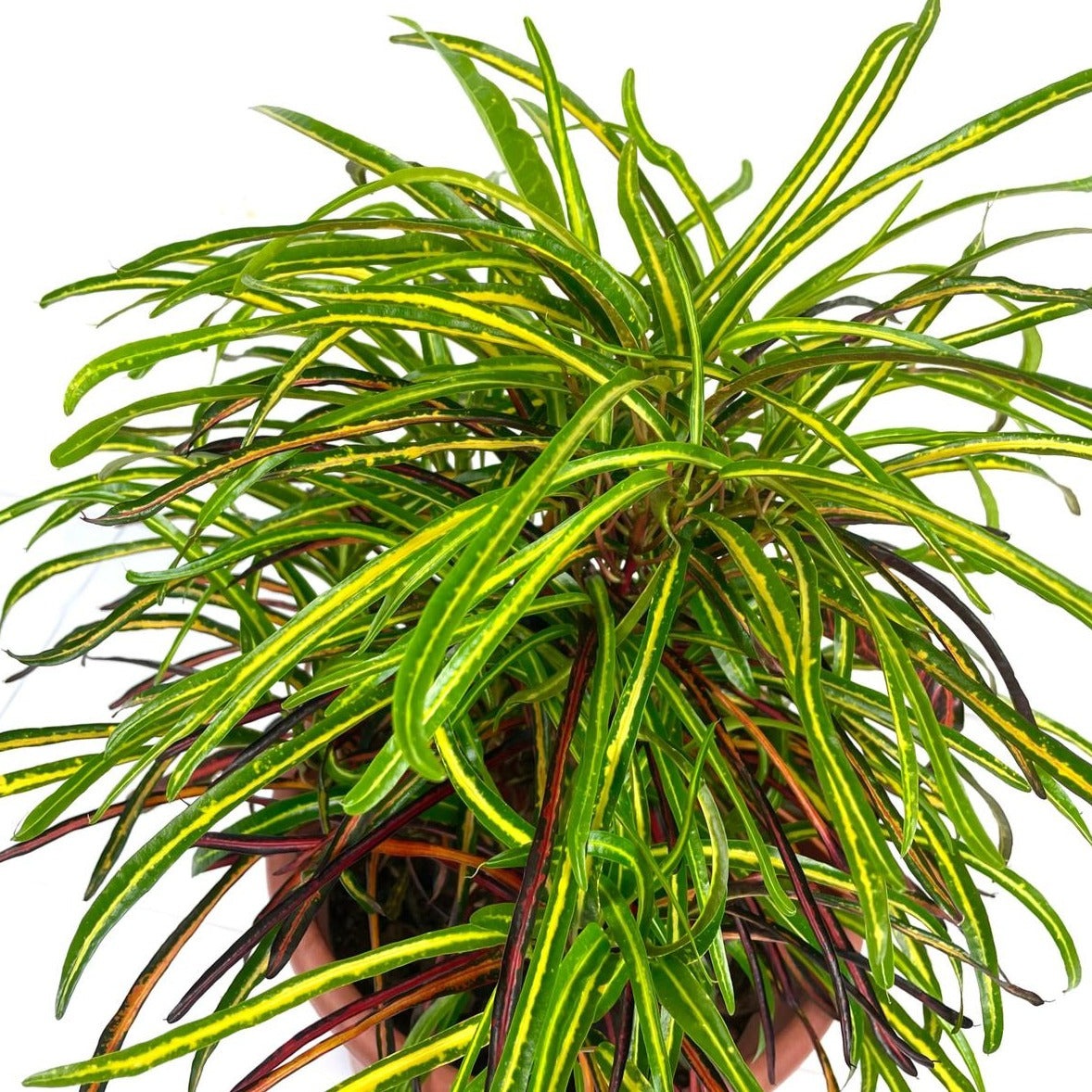 Croton sp (Narrow)