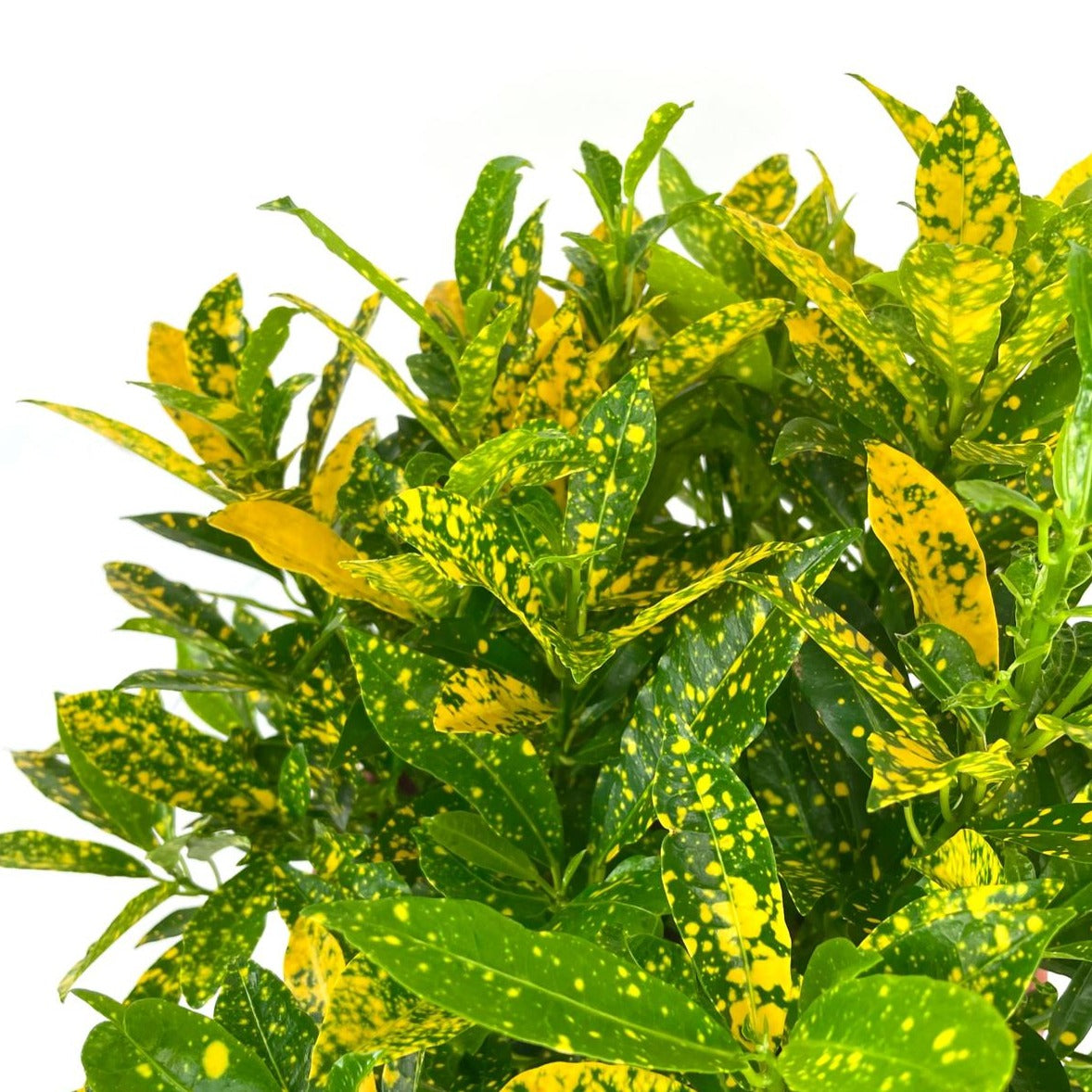 Croton sp. (assorted)