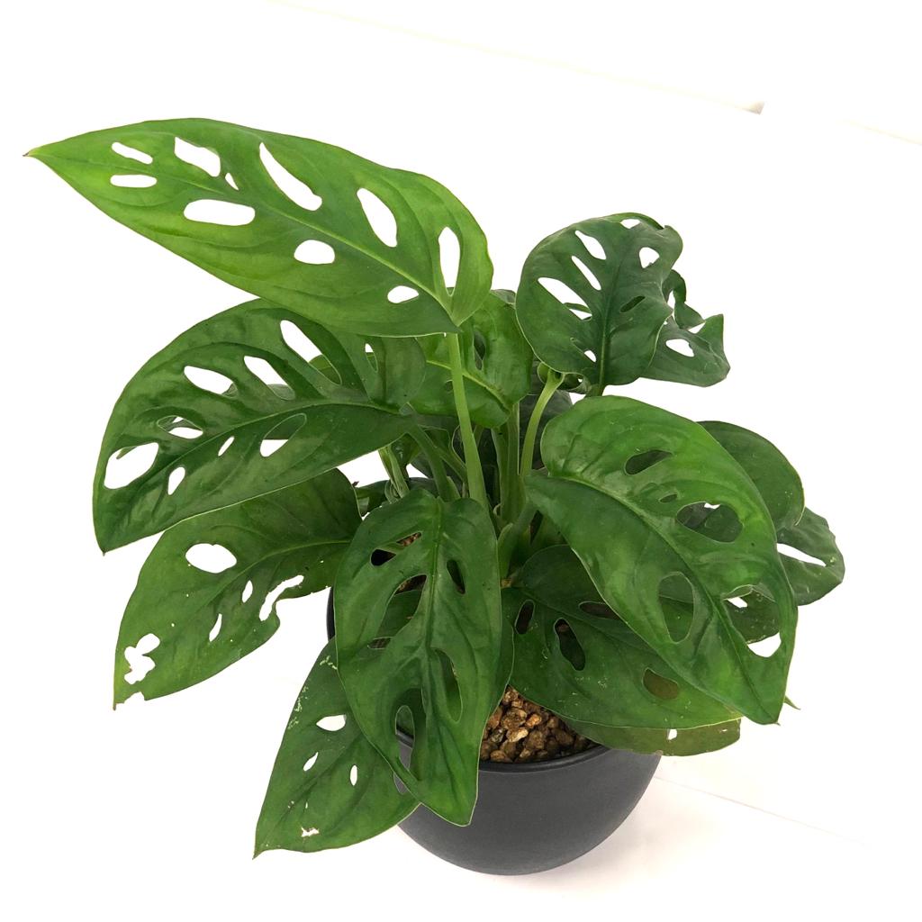 Monstera adansonii