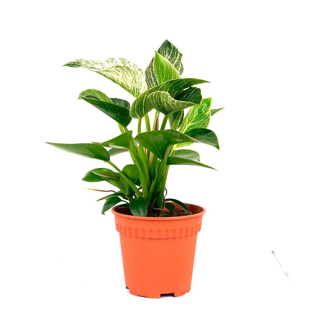 Philodendron birkin $15