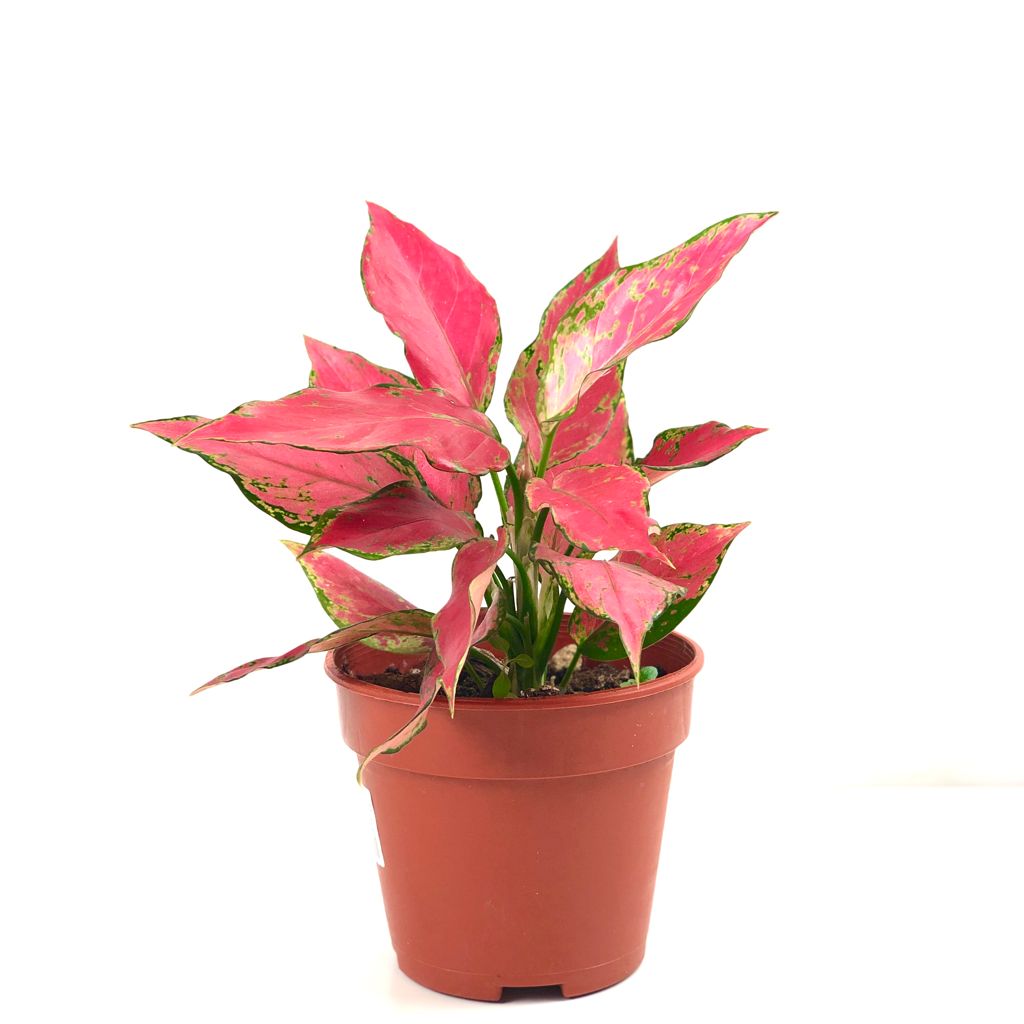Aglaonema 'China Red' (P10) : $10