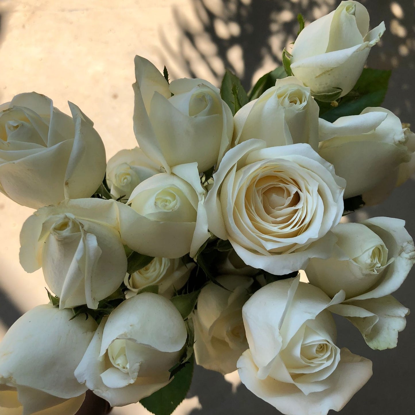 White Roses