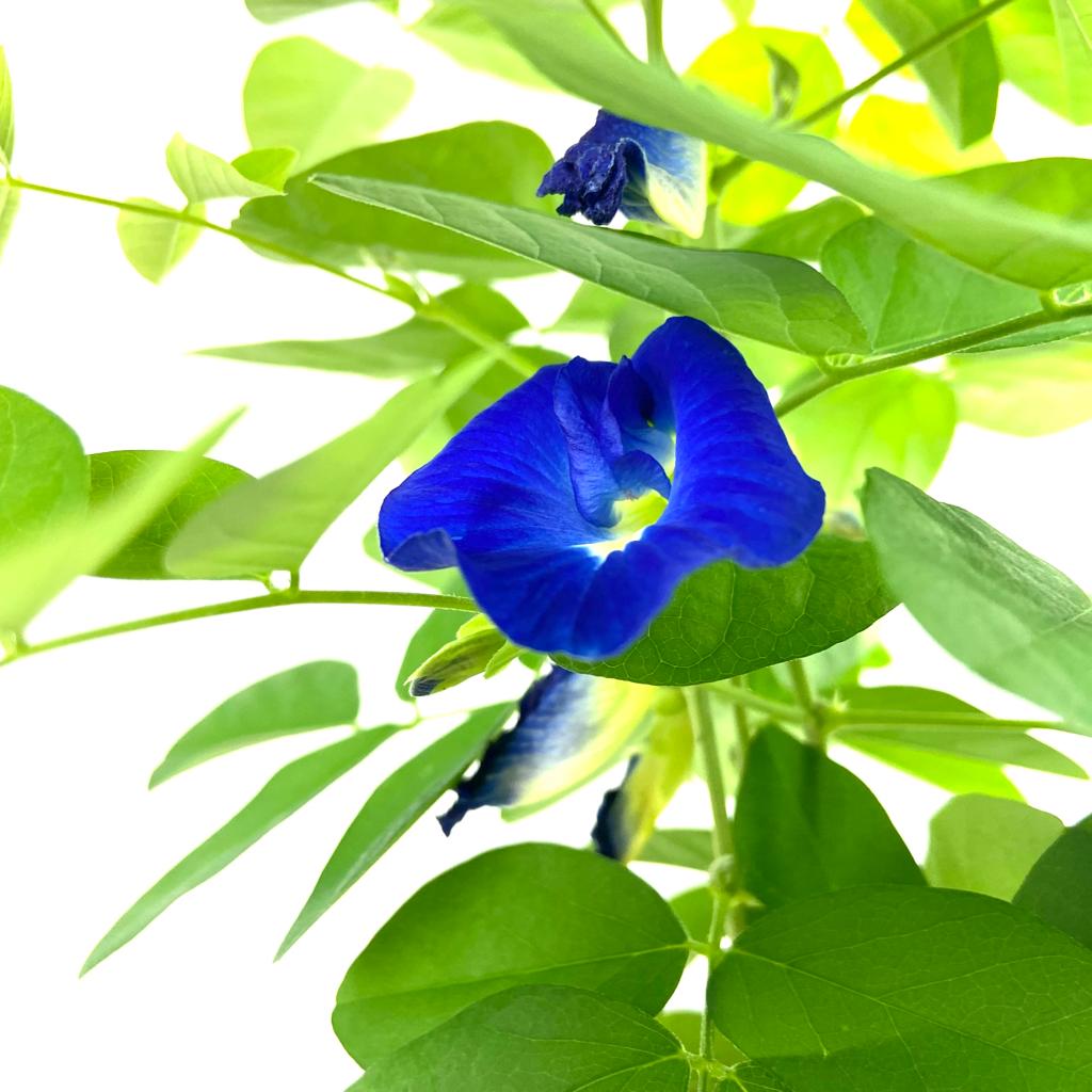 Blue Pea