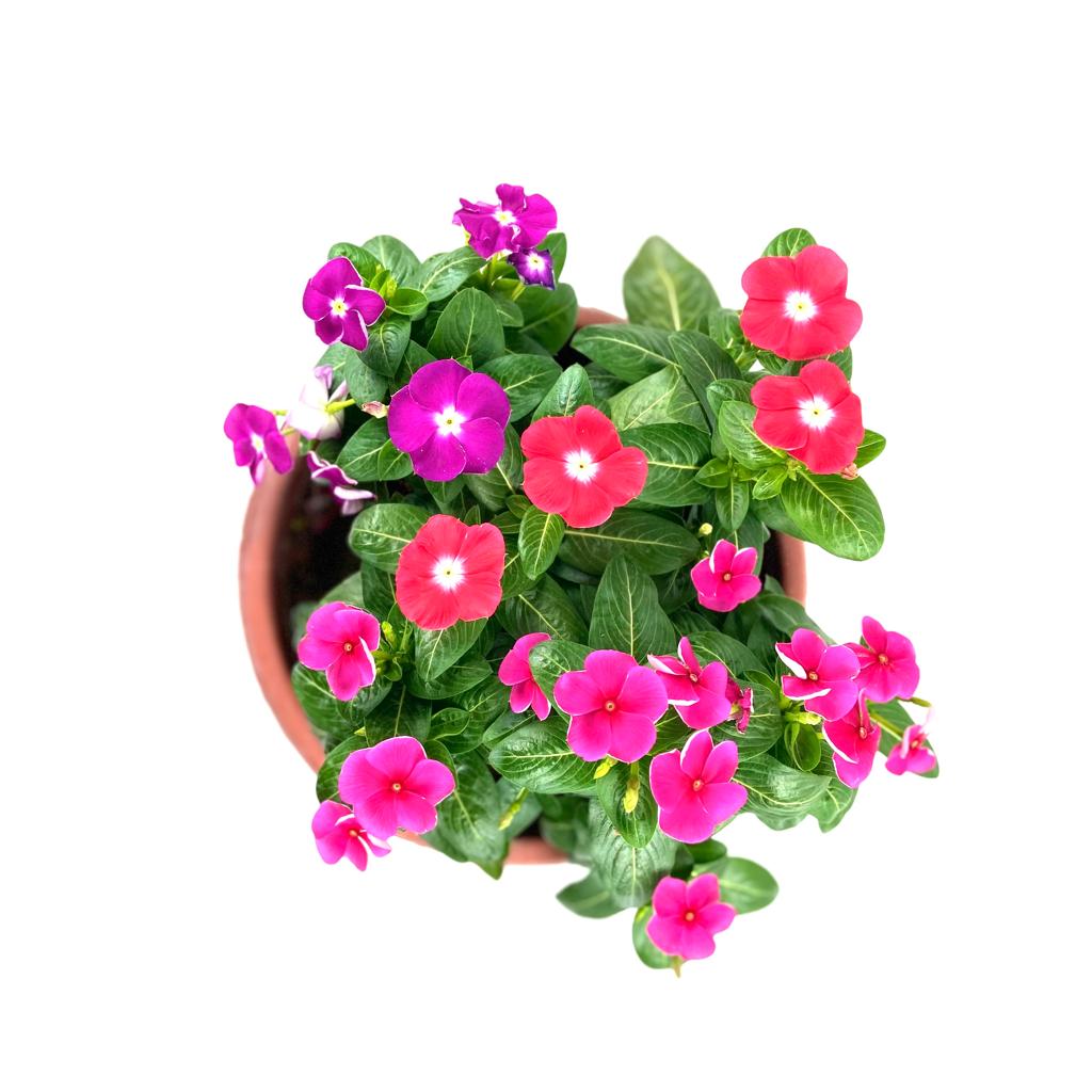 hanging periwinkle plant Periwinkle (Hanging) – Lifestyle@SingSeeSoon By Kava Experiences