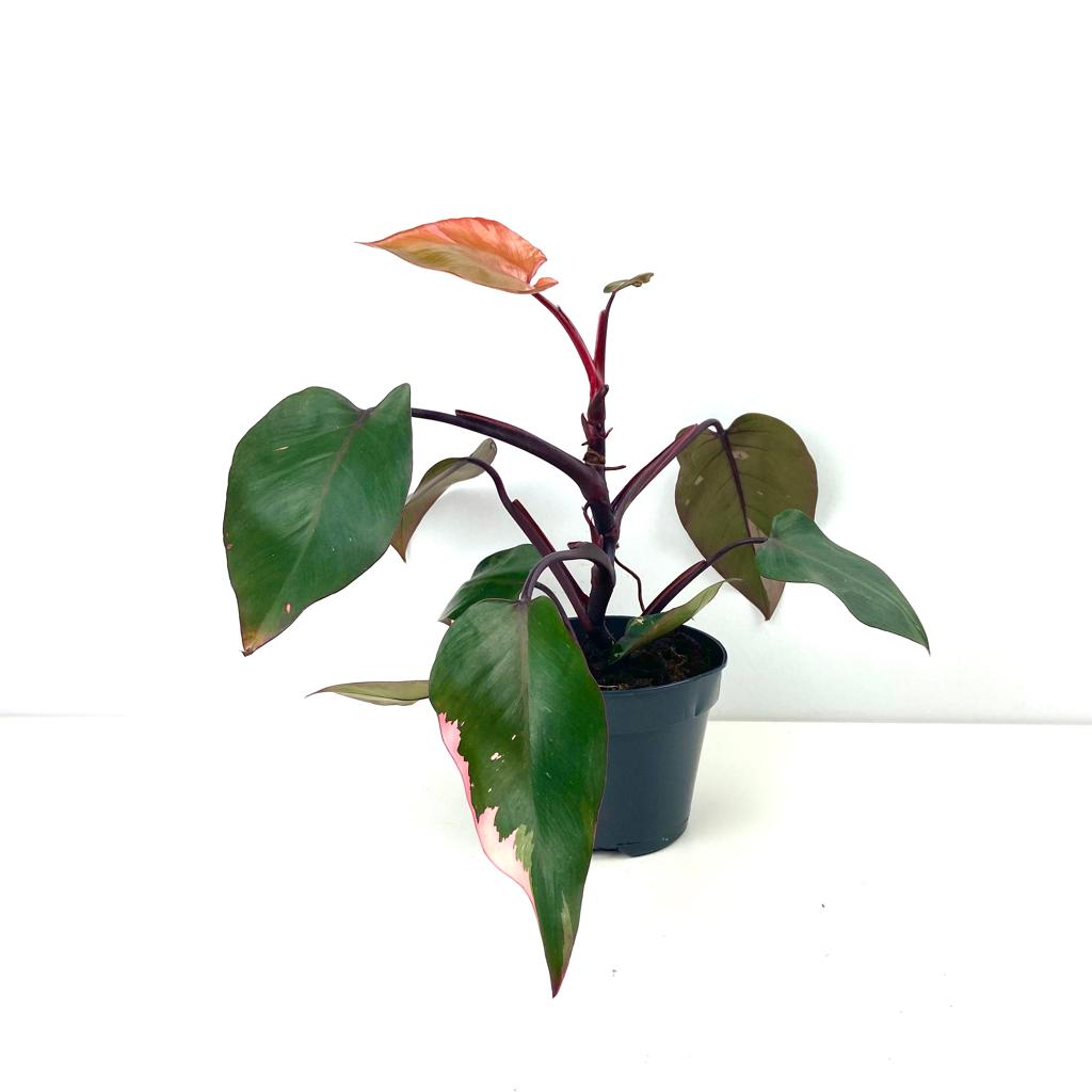 Philodendron 'Pink Princess'
