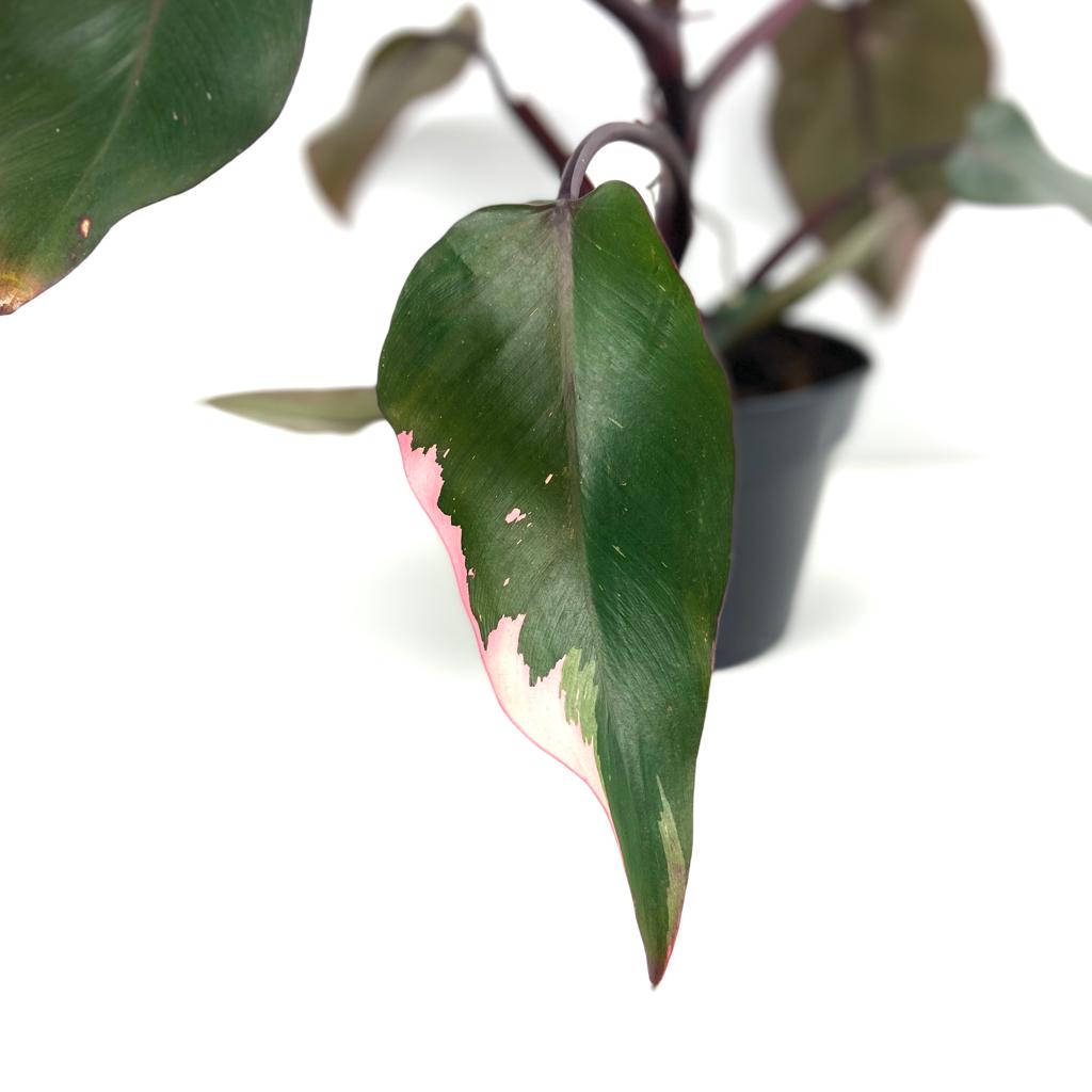 Philodendron 'Pink Princess'