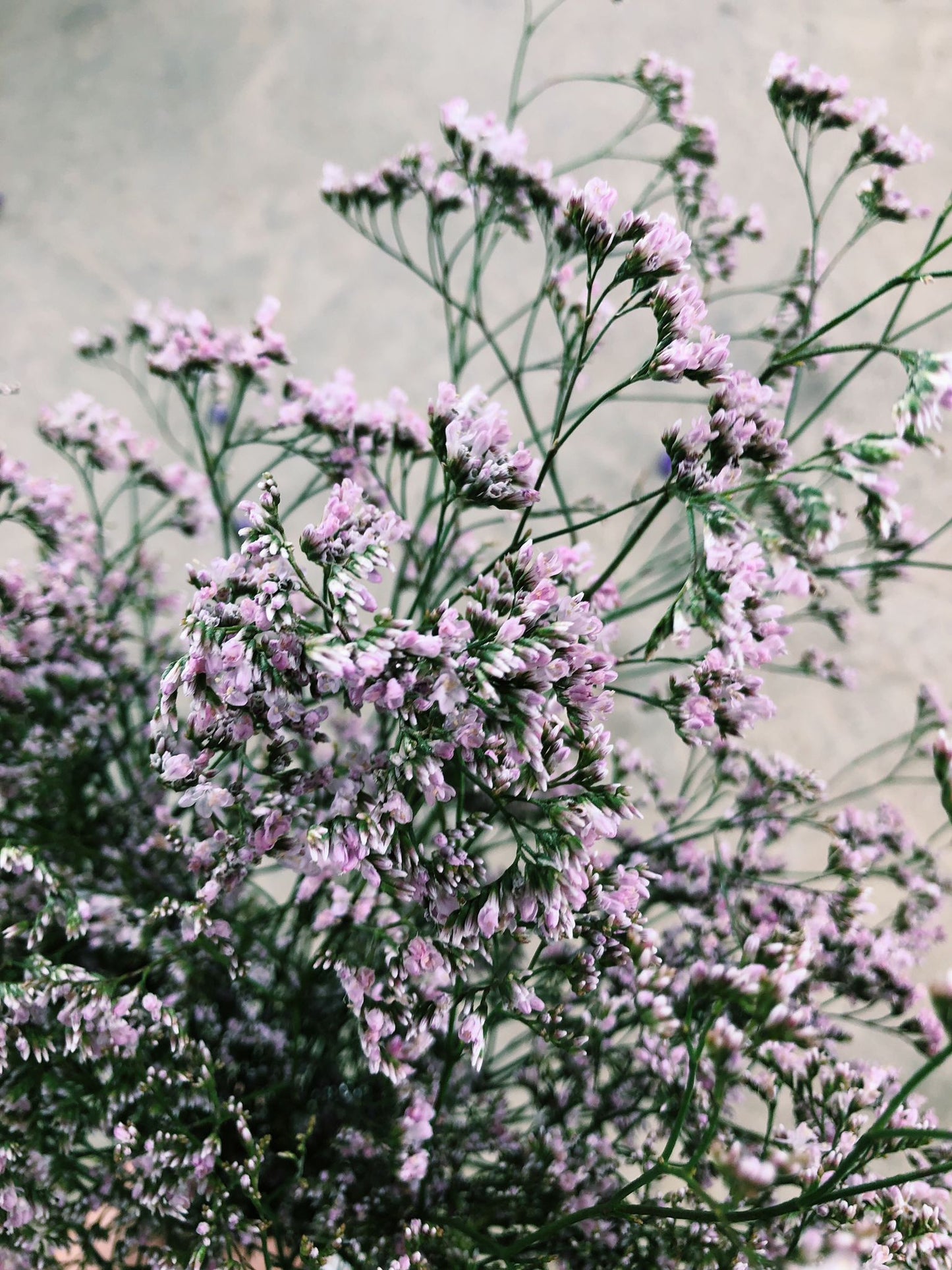 Caspia (white//Purple) $23