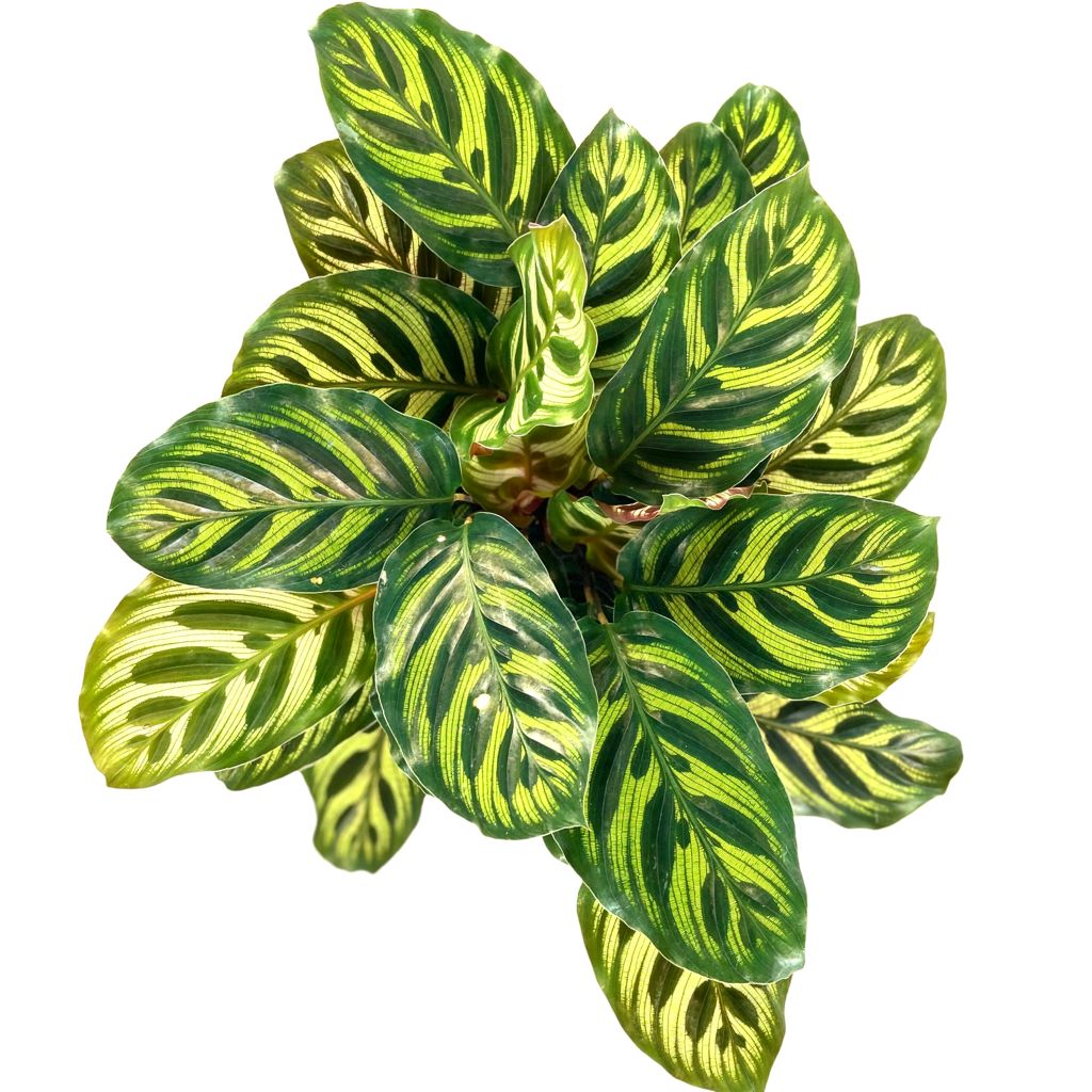 Calathea makoyana $18