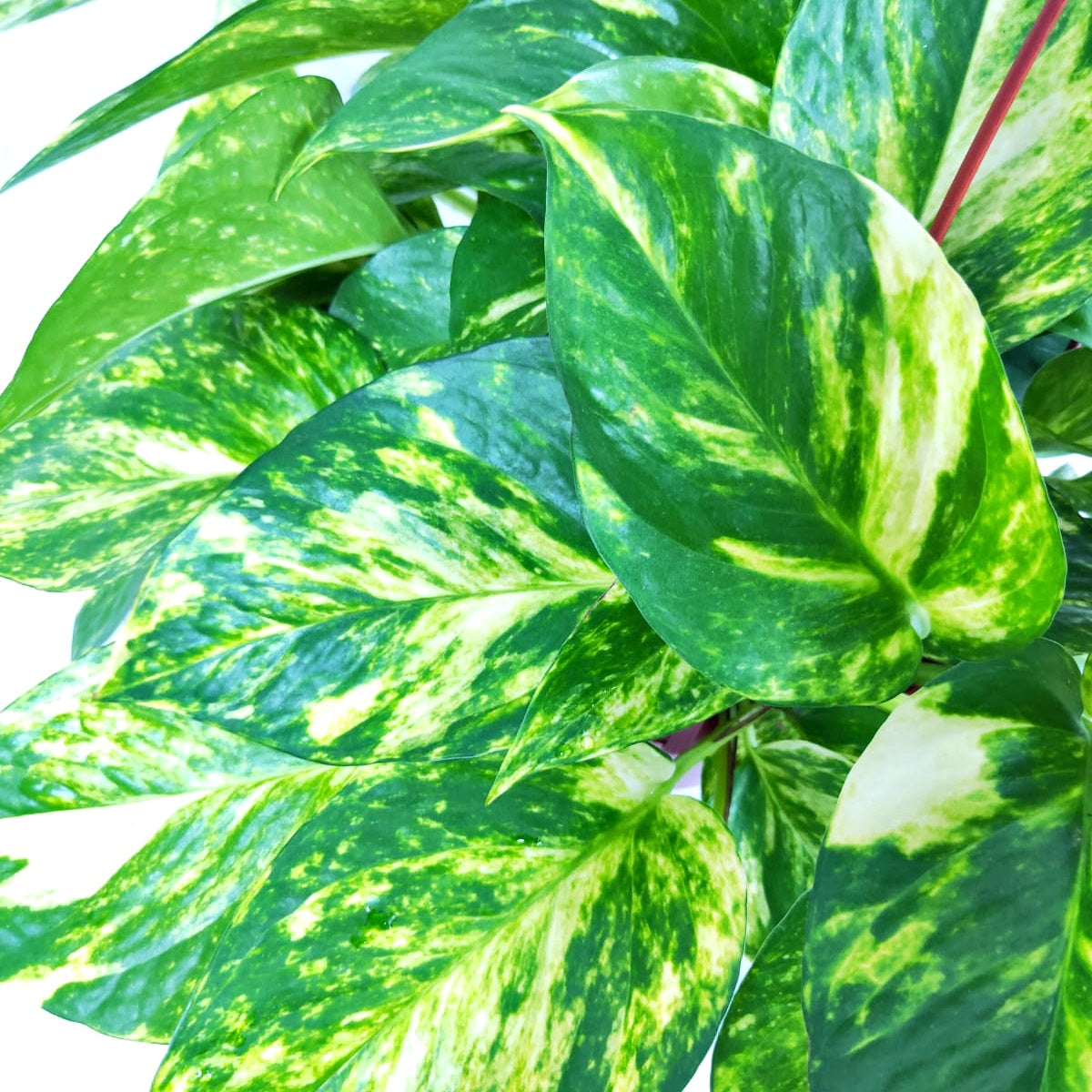 Epipremnum aureum 'Money Plant' (Hanging)