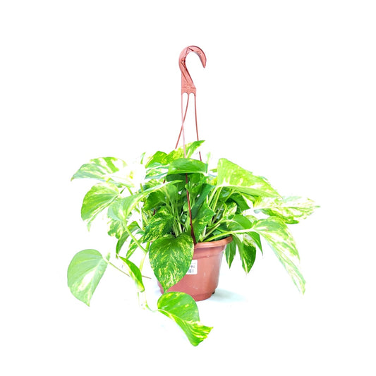 Epipremnum aureum 'Money Plant' (Hanging)
